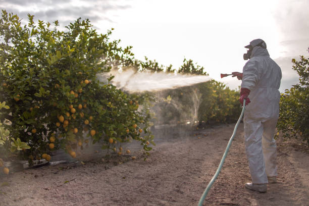 Best Ant Control Services  in Big Stone Gap, VA