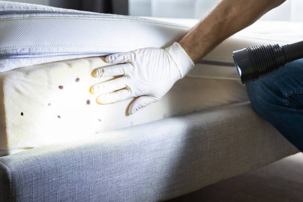 Best Cockroach Control Services  in Big Stone Gap, VA