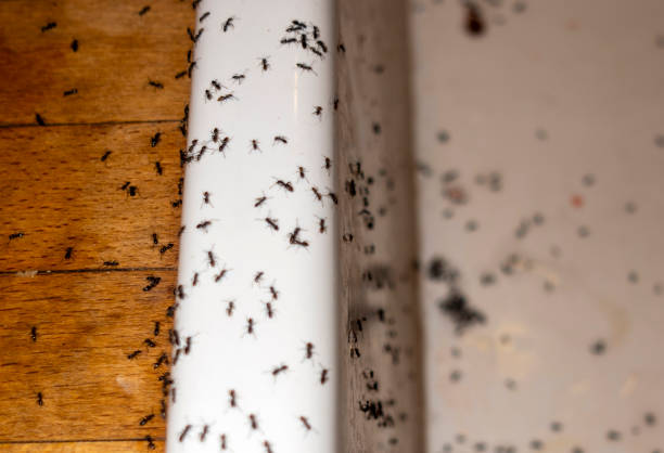 Pest Control Cost in Big Stone Gap, VA