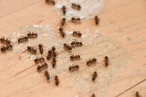  Big Stone Gap, VA Pest Control Pros