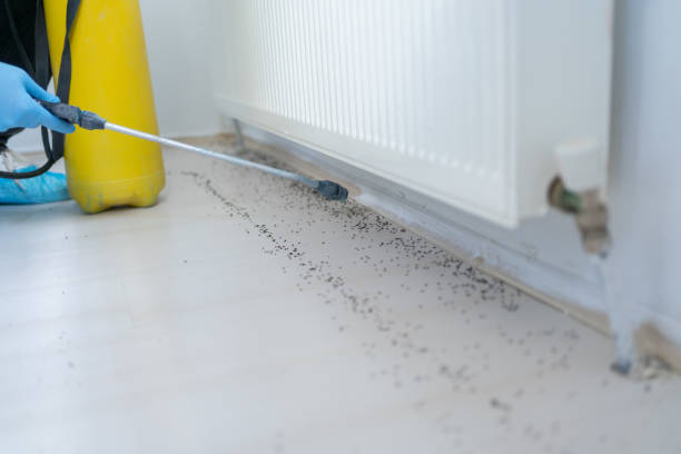Best Termite Control Services  in Big Stone Gap, VA
